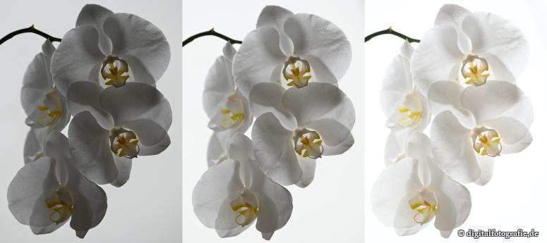 White orchids with different exposure